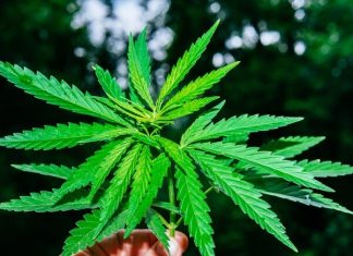 Leading Medical Cannabis Companies in the World | IMARC Group
